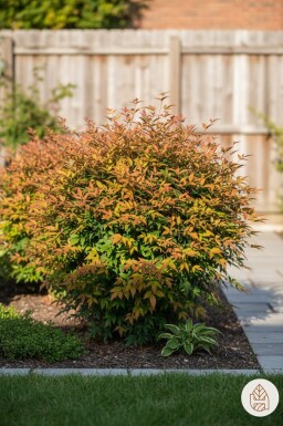 Nandina domestica 'Gulfstream' struik 35-40 cm