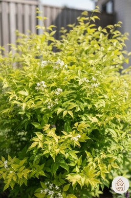 Nandina domestica 'Lemon and Lime' struik 25-35 cm