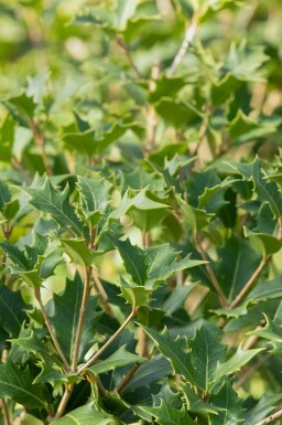 Schijnhulst Osmanthus heterophyllus struik 40-50 C3 Osmanthus heterophyllus struik 40-50 cm