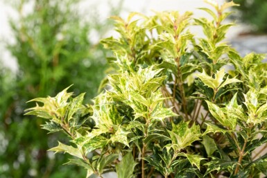Osmanthus heterophyllus 'Goshiki'