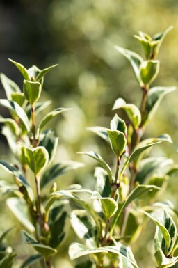 Osmanthus heterophyllus 'Variegatus'