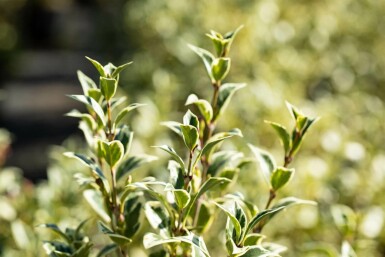 Osmanthus heterophyllus 'Variegatus'
