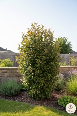 Parrotia persica 'Persian Spire' struik 40-60 cm