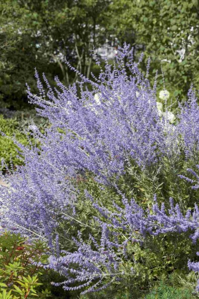 Perovskia atriplicifolia 'Little Spire' C5 30-40