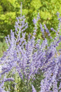 Reuzenlavendel Perovskia atriplicifolia 'Little Spire' struik 30-40 C5 Perovskia atriplicifolia 'Little Spire' struik 30-40 cm