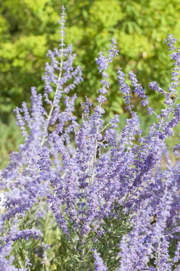 Reuzenlavendel Perovskia atriplicifolia 'Little Spire' struik 20-30 C2 Perovskia atriplicifolia 'Little Spire' struik 20-30 cm