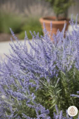 Perovskia atriplicifolia 'Little Spire' struik 20-30 cm