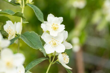 Boerenjasmijn Philadelphus coronarius struik 40-60 C3 Philadelphus coronarius struik 40-60 cm
