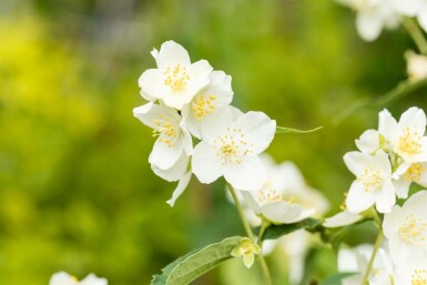 Boerenjasmijn Philadelphus coronarius struik 40-60 C3 Philadelphus coronarius struik 40-60 cm