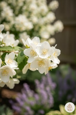Philadelphus 'Lemoinei' struik 40-50 cm