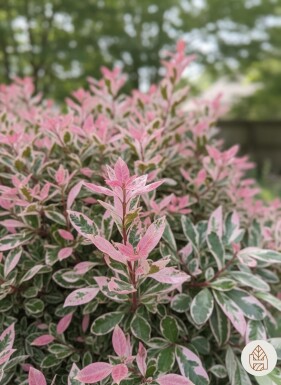 Photinia fraseri 'Pink Marble' struik 40-60 cm