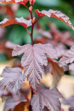 Blaasspirea Physocarpus opulifolius 'Little Angel' struik 40-50 C3 Physocarpus opulifolius 'Little Angel' struik 40-50 cm