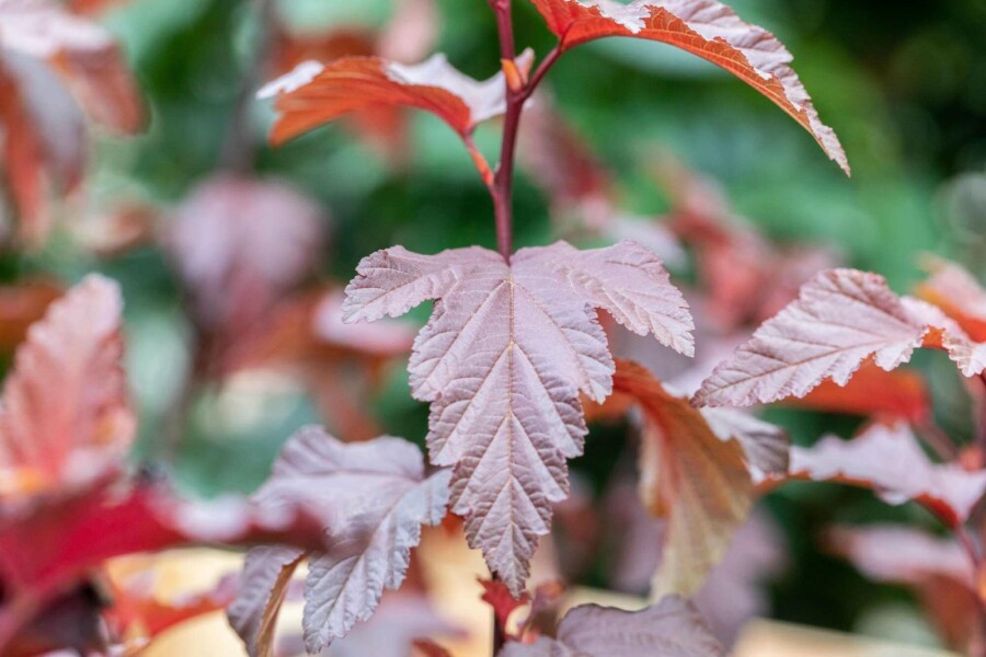 Blaasspirea Physocarpus opulifolius 'Little Angel' struik 40-50 C3 Physocarpus opulifolius 'Little Angel' struik 40-50 cm