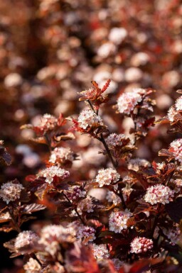 Blaasspirea Physocarpus opulifolius 'Little Angel' struik 40-50 C3 Physocarpus opulifolius 'Little Angel' struik 40-50 cm
