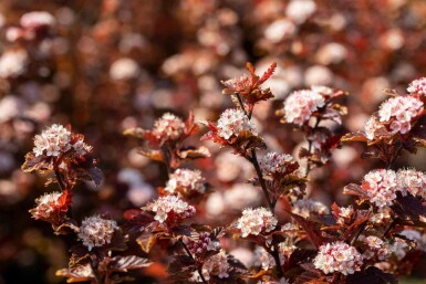 Blaasspirea Physocarpus opulifolius 'Little Angel' struik 40-50 C3 Physocarpus opulifolius 'Little Angel' struik 40-50 cm