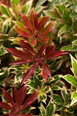 Pieris japonica 'Carnaval'