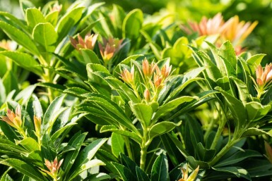 Lavendelheide Pieris japonica 'Little Heath Green' struik Pieris japonica 'Little Heath Green' struik