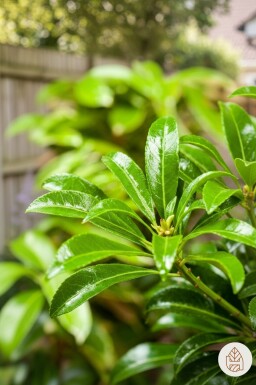 Pieris japonica 'Passion' struik 40-50 cm