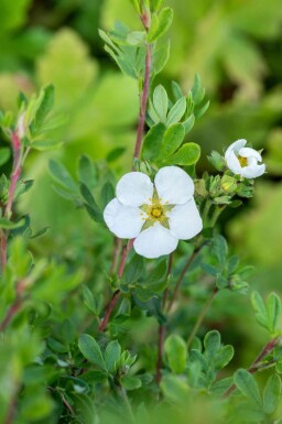 Vijfvingerkruid Potentilla fruticosa 'Abbotswood' struik 20-30 C1,5 Potentilla fruticosa 'Abbotswood' struik 20-30 cm