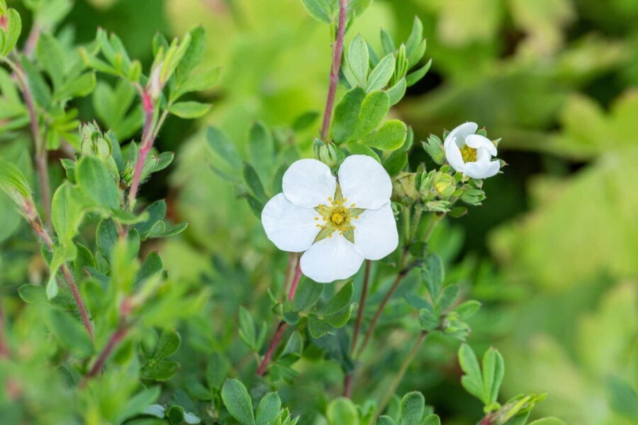 Vijfvingerkruid Potentilla fruticosa 'Abbotswood' struik 20-30 C1,5 Potentilla fruticosa 'Abbotswood' struik 20-30 cm