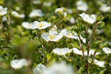 Vijfvingerkruid Potentilla fruticosa 'Abbotswood' struik 20-30 C1,5 Potentilla fruticosa 'Abbotswood' struik 20-30 cm