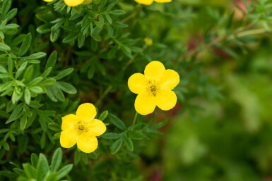 Vijfvingerkruid Potentilla fruticosa 'Goldfinger' struik 30-40 C2 Potentilla fruticosa 'Goldfinger' struik 30-40 cm