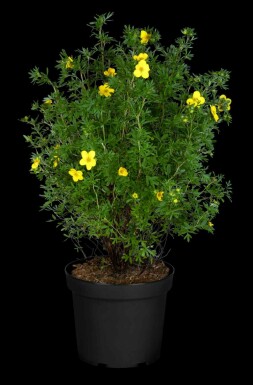 Vijfvingerkruid Potentilla fruticosa 'Goldfinger' struik 30-40 C2 Potentilla fruticosa 'Goldfinger' struik 30-40 cm