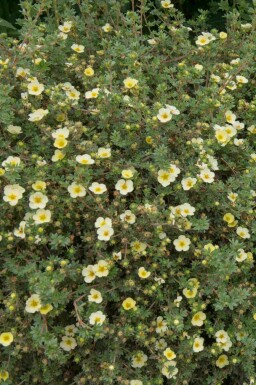 Geen afbeelding beschikbaar