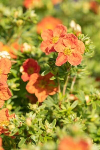 Potentilla fruticosa 'Red Ace' C2 20-30