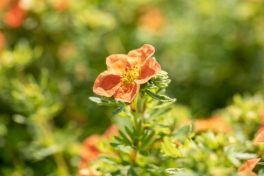 Potentilla fruticosa 'Red Ace' C2 20-30