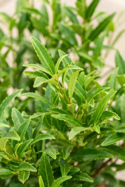 Laurierkers Prunus laurocerasus 'Sofia' struik 25-30 C3 Prunus laurocerasus 'Sofia' struik 25-30 cm