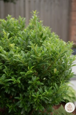 Prunus laurocerasus 'Sofia' struik 25-30 cm