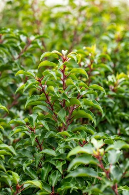Prunus lusitanica 'Brenelia' C2 25-35