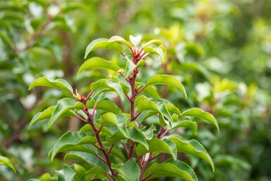 Prunus lusitanica 'Brenelia' C2 25-35
