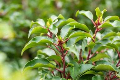 Prunus lusitanica 'Brenelia' C2 25-35