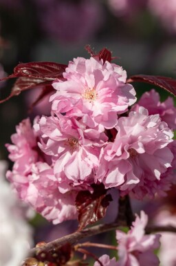 Prunus 'Royal Burgundy' C10 100-125