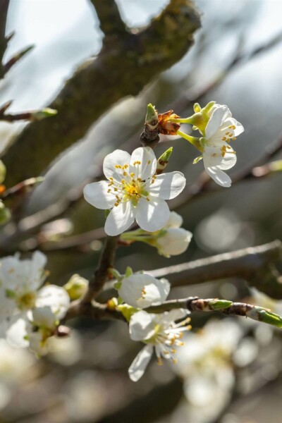 Prunus spinosa C7,5 100-125