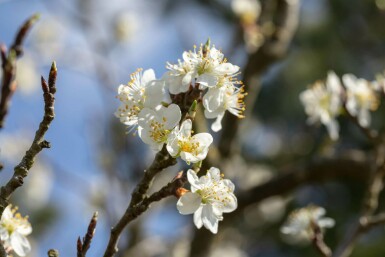 Prunus spinosa C7,5 100-125