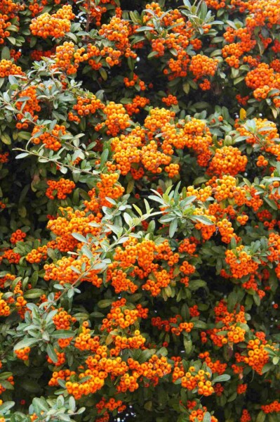 Pyracantha 'Red Cushion' p13 20-25