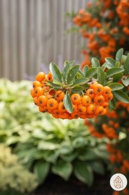 Pyracantha 'Red Cushion' struik 20-25 cm