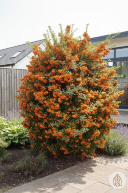 Pyracantha 'Red Cushion' struik 20-25 cm