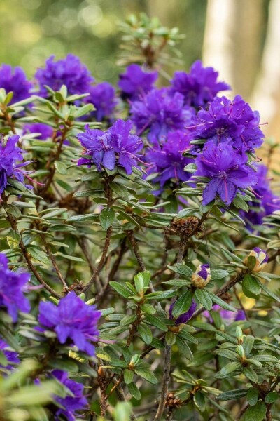 Rhododendron 'Azurika' C2 20-25