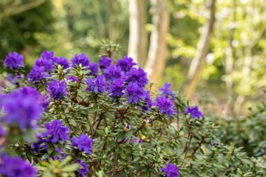 Rhododendron 'Azurika' C2 20-25