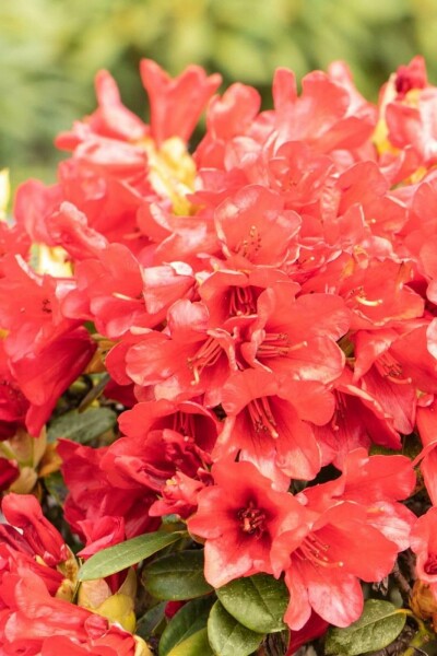 Rhododendron 'Baden-Baden' C4 25-30