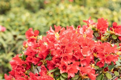 Rhododendron 'Baden-Baden' C4 25-30