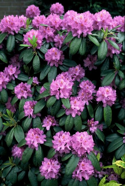 Rhododendron 'Catawbiense grandiflorum' C5 40-50