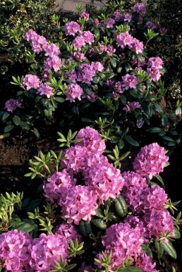 Rhododendron 'Catawbiense grandiflorum' C5 40-50