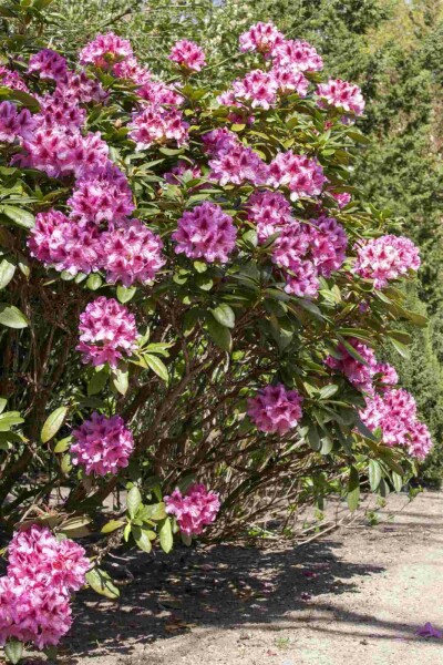 Rhododendron 'Cosmopolitan' C7,5 50-60