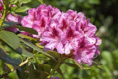 Rhododendron 'Cosmopolitan' C7,5 50-60