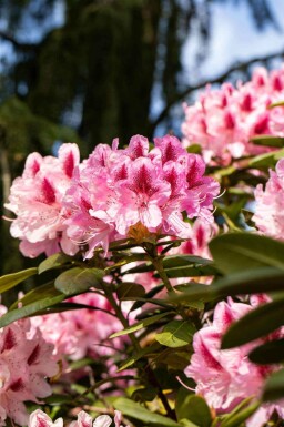 Rhododendron 'Cosmopolitan' C7,5 50-60